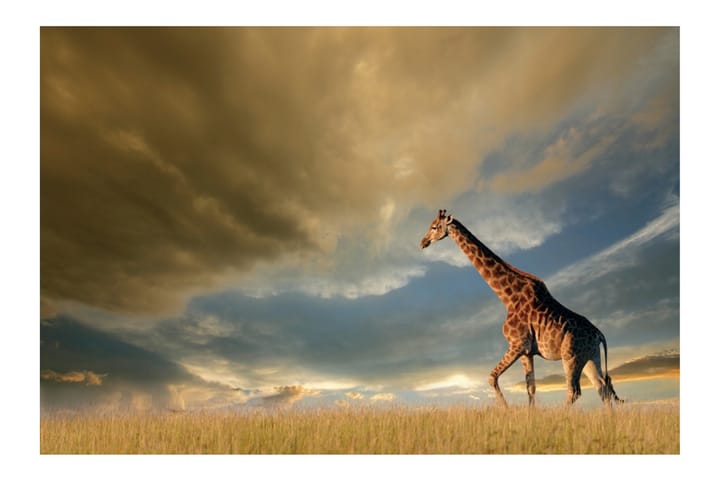 Akrylbilde Giraffe Glass - 80x120 cm - Innredning - Plakater & posters - Rammer