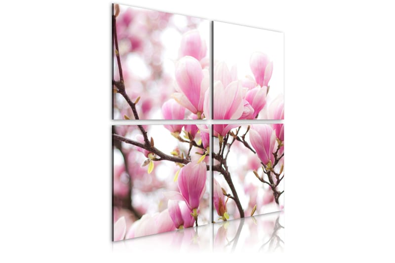 Bilde Blomstrende Magnolia Tre 40x40 - Artgeist sp. z o. o. - Interiør - Plakater & posters - Lerretsbilder