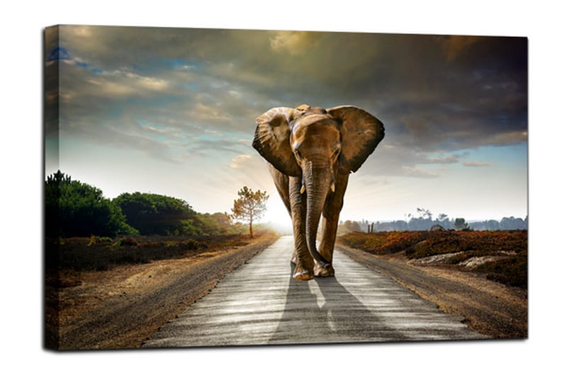 Bilde Canvas Elephant - 75x100 - Interiør - Maleri & posters - Lerretsbilder