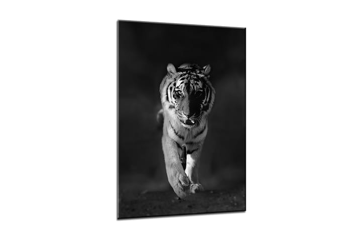 Bilde Canvas Tiger - 50x70 cm - Innredning - Plakater & posters - Lerretsbilder