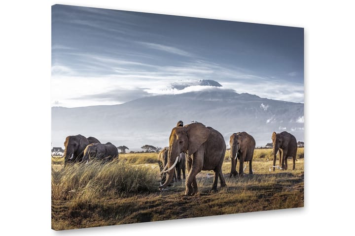 Bilde Kilimanjaro Elephants 75x100 cm - Multifarge - Innredning - Plakater & posters - Lerretsbilder