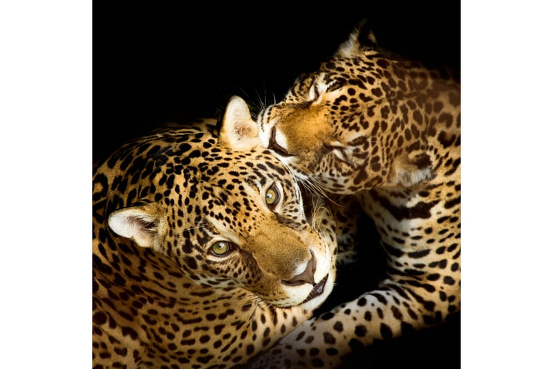 Bilde Leopards - 55x05 cm - Innredning - Plakater & posters - Lerretsbilder