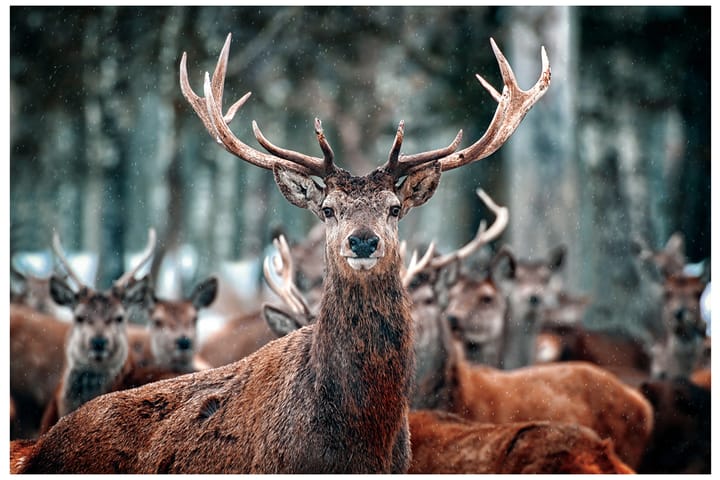 Bilde Oh Deer - 120x80 cm - Innredning - Plakater & posters - Lerretsbilder