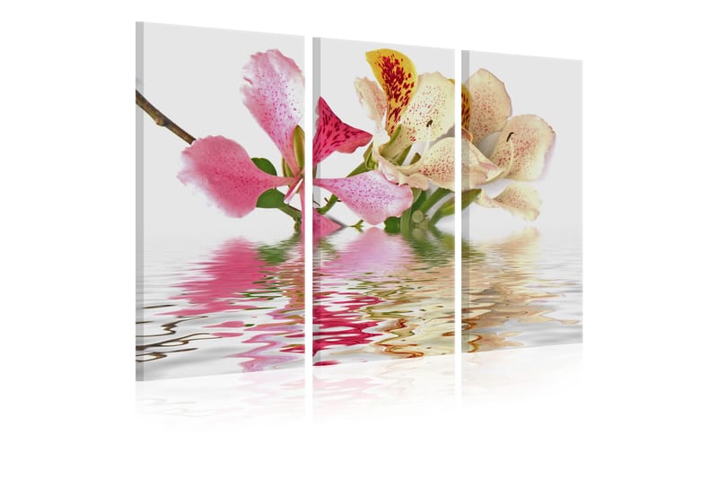Bilde Orchid With Colorful Spots 120x80 - Artgeist sp. z o. o. - Interiør - Plakater & posters - Lerretsbilder