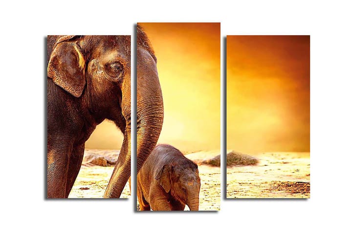 Canvasbilde Animal 3-pk flerfarget - 22x03 cm - Innredning - Plakater & posters - Lerretsbilder