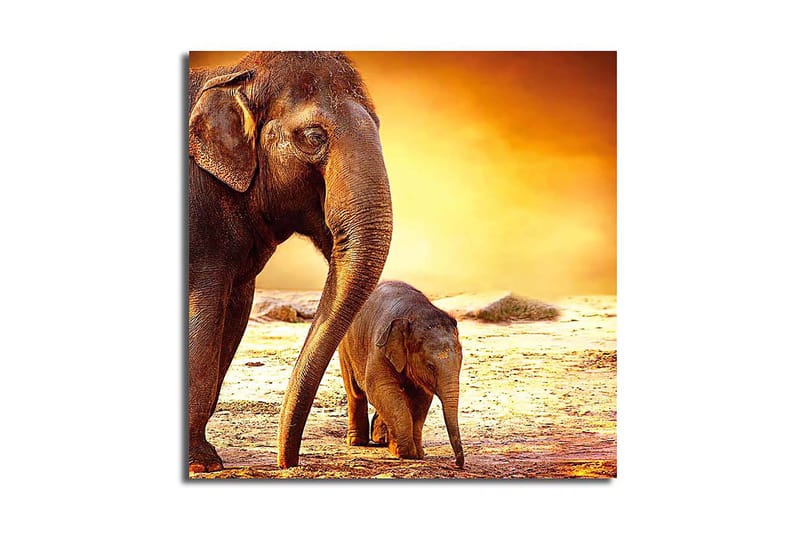 Canvasbilde Animal Flerfarget - 44x54 cm - Innredning - Plakater & posters - Lerretsbilder
