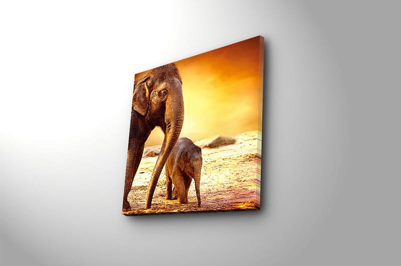 Canvasbilde Animal Flerfarget - 44x54 cm - Innredning - Plakater & posters - Lerretsbilder
