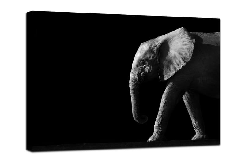Canvastavla Elephant Black - 75x100 - Interiør - Maleri & posters - Lerretsbilder