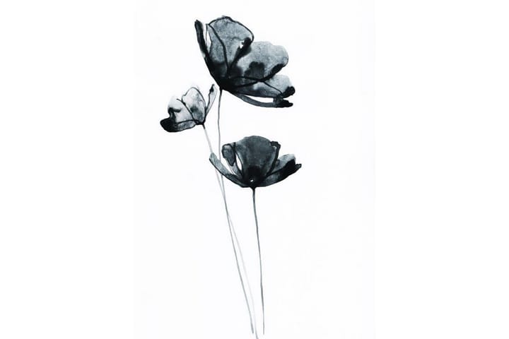 Black Flower Watercolour Painting Hvit - 50x70 cm - Interiør - Maleri & posters - Posters