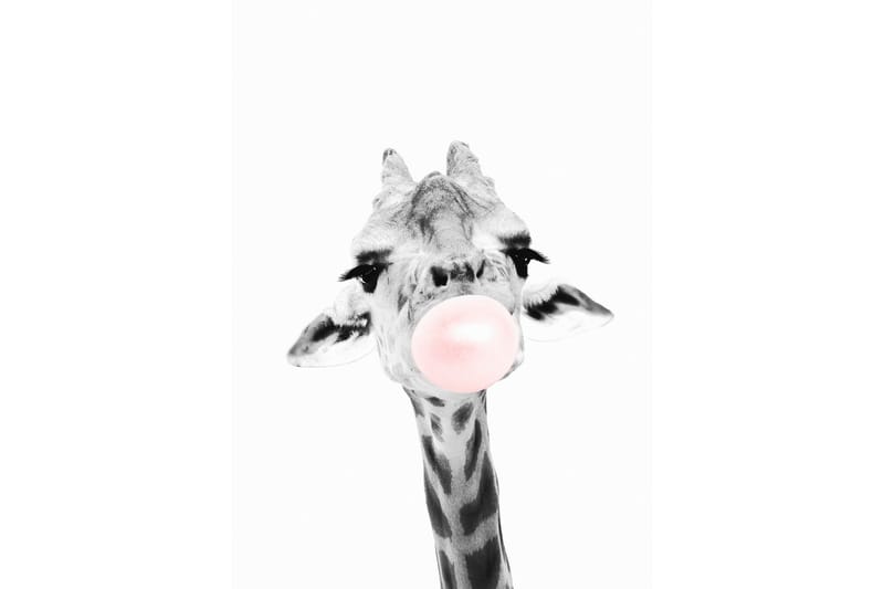 Giraffe Pink Bubblegum Illustrasjon Hvit/Grå/Rosa - 50x70 cm - Interiør - Maleri & posters - Posters - Fotoplakater