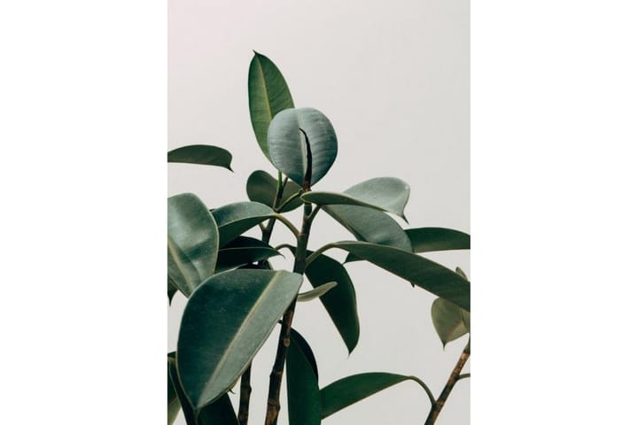 Poster Green Plant - 50x70 cm - Innredning - Plakater & posters - Posters