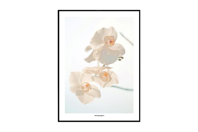 Poster White Moth Orchid - Finnes i flere størrelser - Innredning - Plakater & posters - Posters