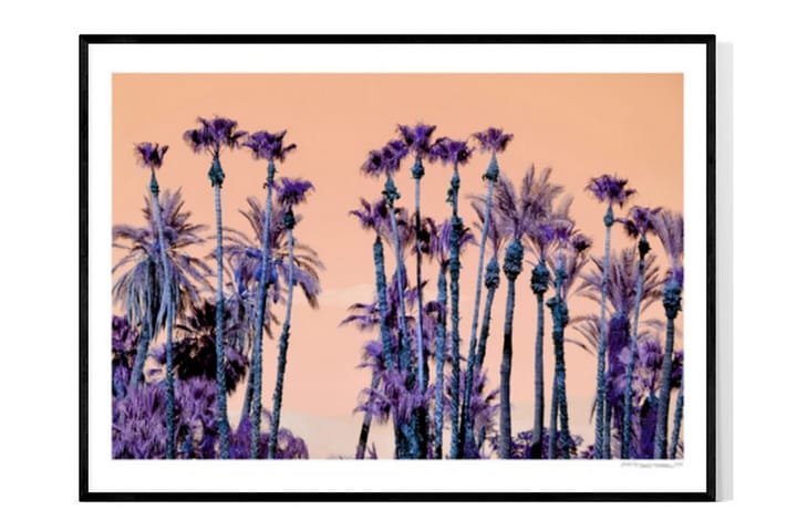 Purple Palm Trees Foto Lila/Oransje - 50x70 cm - Interiør - Maleri & posters - Posters - Retro & vintage poster