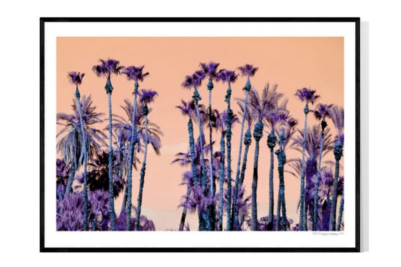Purple Palm Trees Foto Lila/Oransje