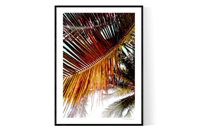 Sunrise Palm Trees Foto Oransje/Grønn - 30x40 cm - Interiør - Maleri & posters - Posters