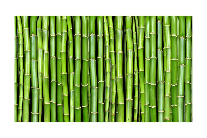 Fototapet Bamboo Wall 450x270 - Finnes i flere størrelser - Innredning - Tapeter - Fototapeter