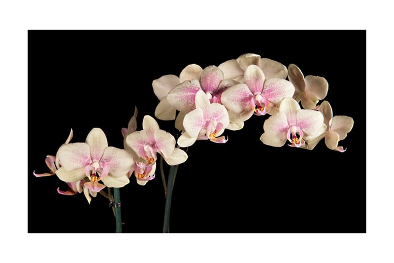 Fototapet Blooming Orchid 450x270 - Artgeist sp. z o. o. - Innredning - Tapet - Fototapeter