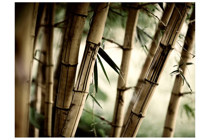 Fototapet Fog And Bamboo Forest 300x231 - Artgeist sp. z o. o. - Innredning - Tapet - Fototapeter