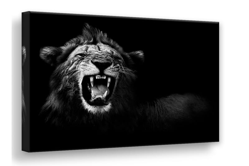 Bilde Canvas Lion 75x100 cm - Svart|Grå - Innredning - Tepper & Matter - Håndvevde tepper
