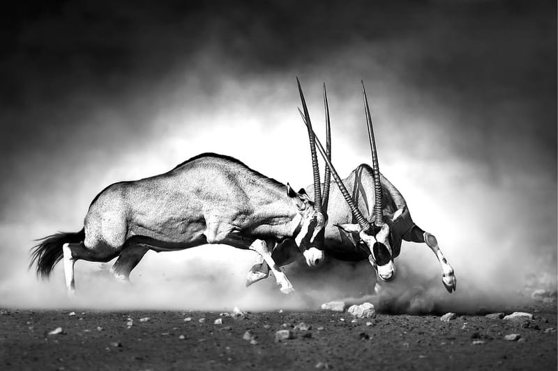 Kanvas Antelopes 80x120 cm - Innredning - Veggdekorasjon - Lerretsbilder