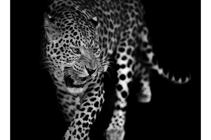 Kanvas Leopard 70x100 cm - Innredning - Veggdekorasjon - Lerretsbilder