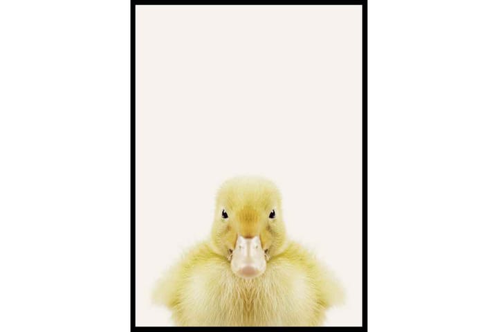 Poster Gallerix Baby Duck - Gallerix - Innredning - Veggdekorasjon - Posters