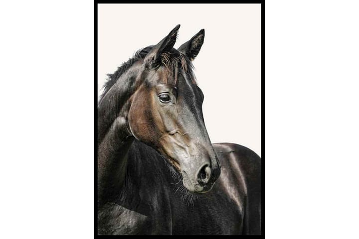 Poster Gallerix Brown Horse - Gallerix - Innredning - Veggdekorasjon - Posters